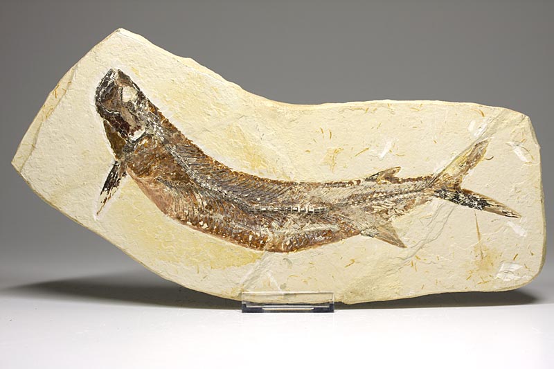 Raubfisch (Bei�fisch), Cladocyclus sp.
