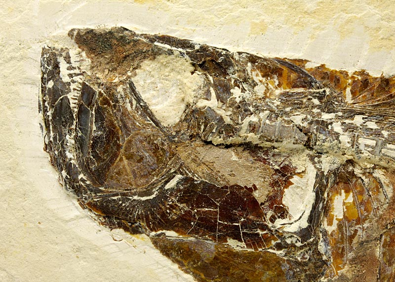 Raubfisch (Bei�fisch), Cladocyclus sp.