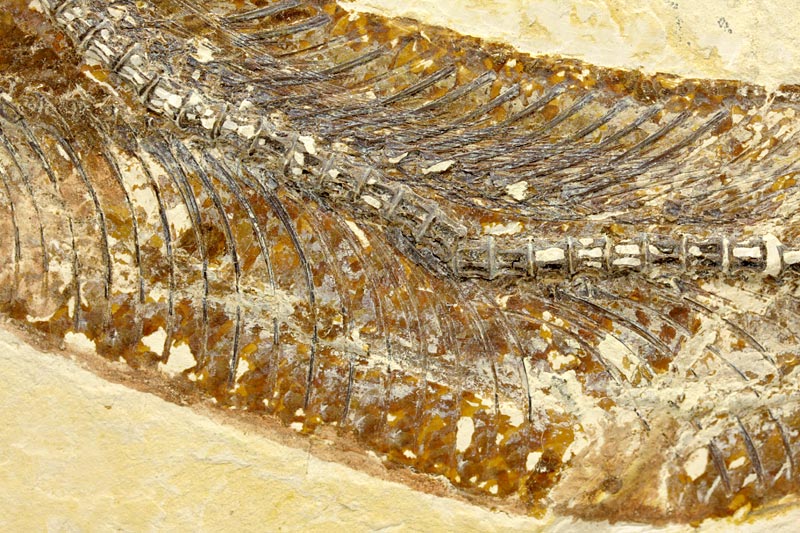 Raubfisch (Bei�fisch), Cladocyclus sp.