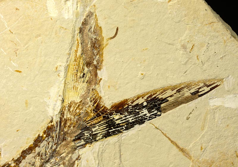 Raubfisch (Bei�fisch), Cladocyclus sp.