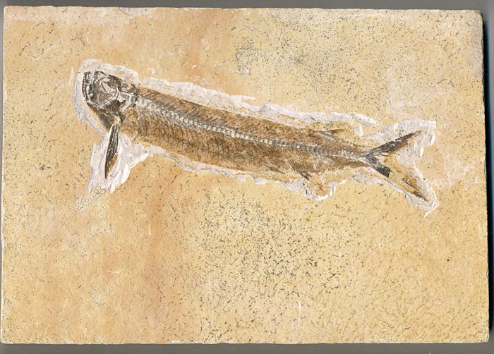 Raubfisch (Bei�fisch), Cladocyclus sp.