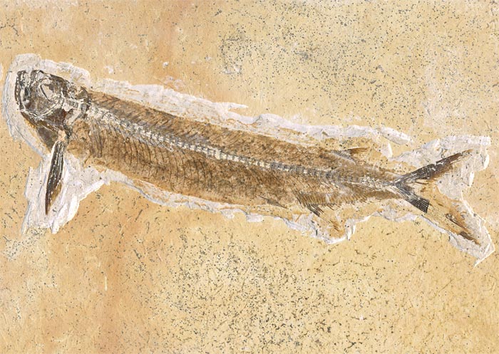 Raubfisch (Bei�fisch), Cladocyclus sp.