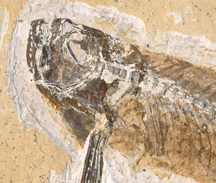 Raubfisch (Bei�fisch), Cladocyclus sp.