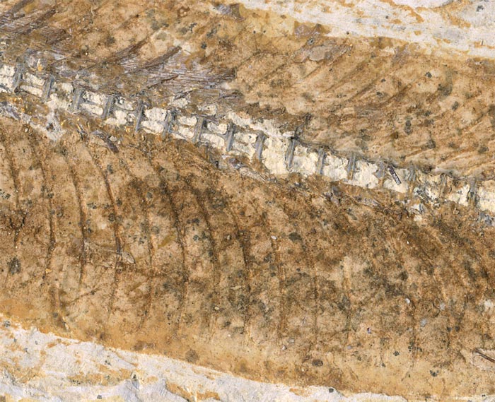 Raubfisch (Bei�fisch), Cladocyclus sp.