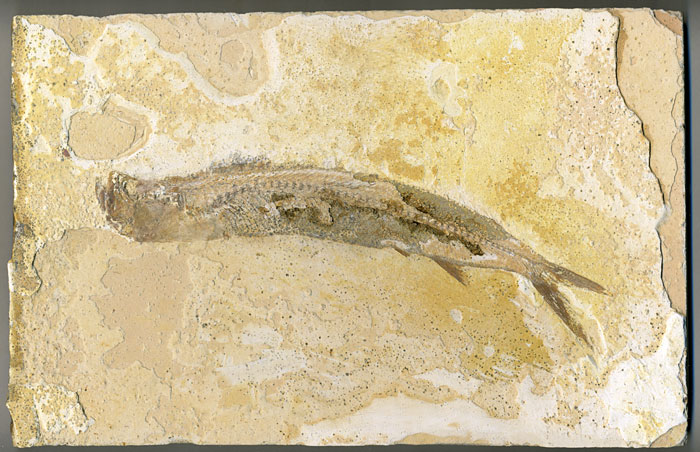 Raubfisch (Bei�fisch), Cladocyclus sp.