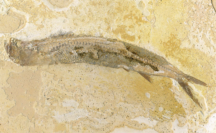 Raubfisch (Bei�fisch), Cladocyclus sp.