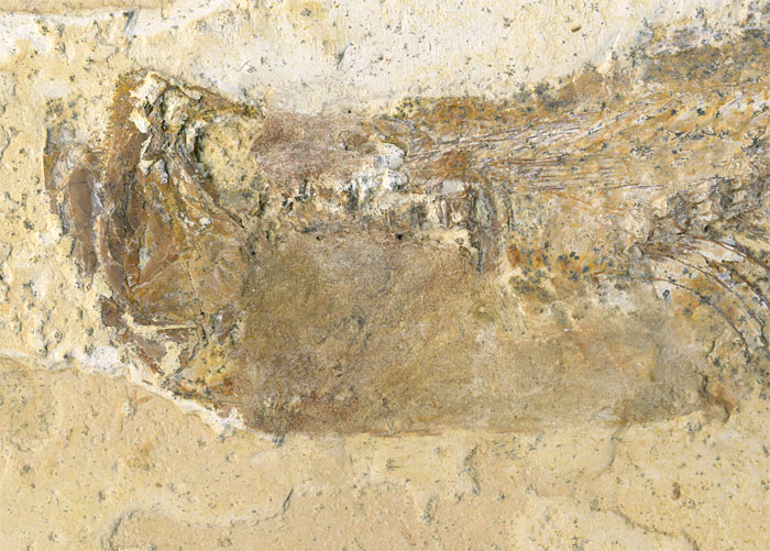 Raubfisch (Bei�fisch), Cladocyclus sp.
