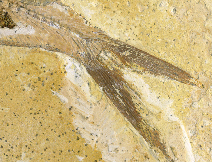 Raubfisch (Bei�fisch), Cladocyclus sp.