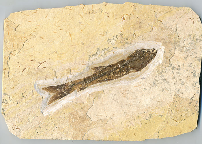 versteinerter Fisch, Dastilbe elongatus