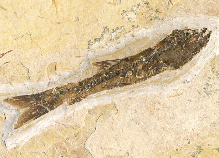 versteinerter Fisch, Dastilbe elongatus