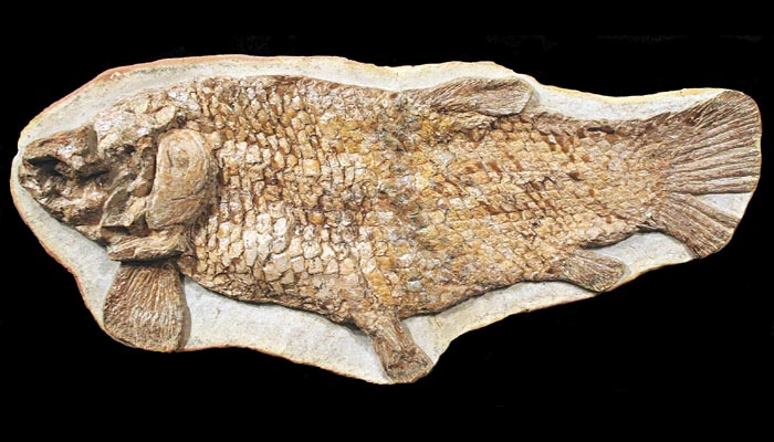 versteinerter Fisch aus Brasilien