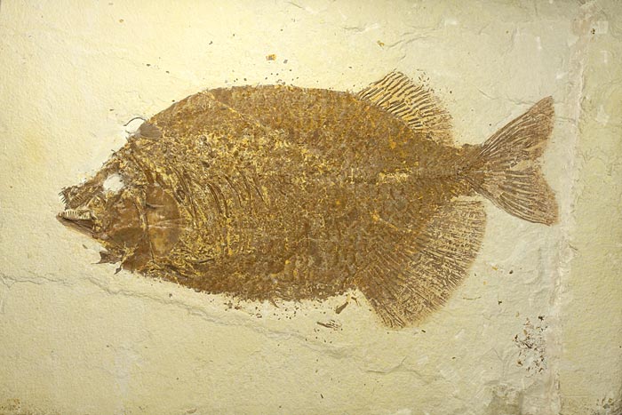 sehr gro�er versteinerter Fisch, Diplomystus dendatus