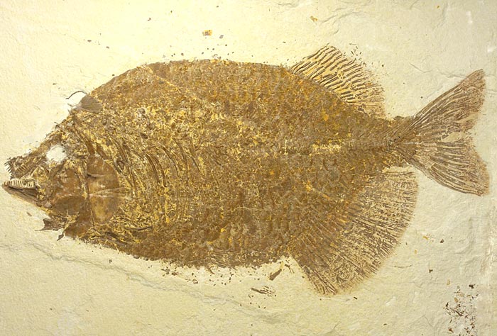 sehr gro�er versteinerter Fisch, Diplomystus dendatus