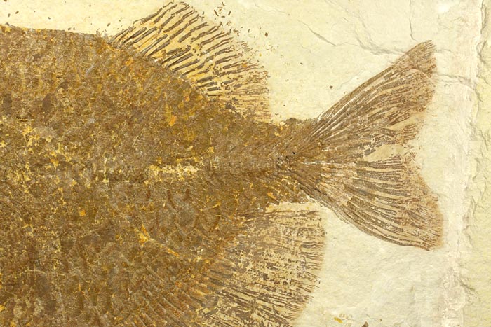 sehr gro�er versteinerter Fisch, Diplomystus dendatus