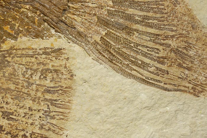 sehr gro�er versteinerter Fisch, Diplomystus dendatus
