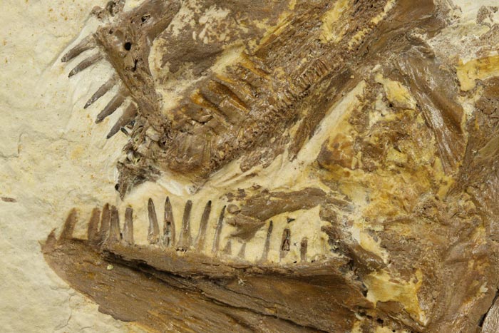 sehr gro�er versteinerter Fisch, Diplomystus dendatus