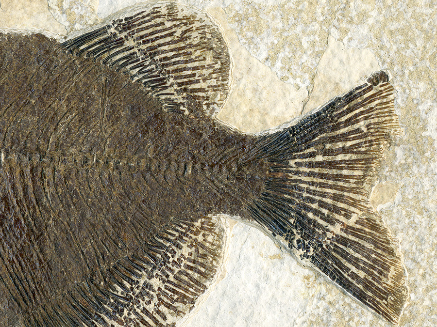 versteinerter Fisch aus Pharaeodus 