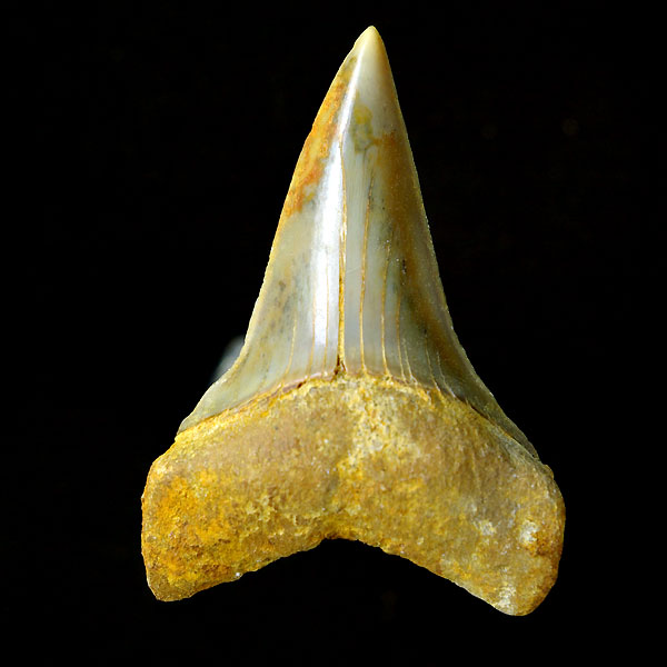 Haizahn: Isurus hastalis (Mako-Hai)