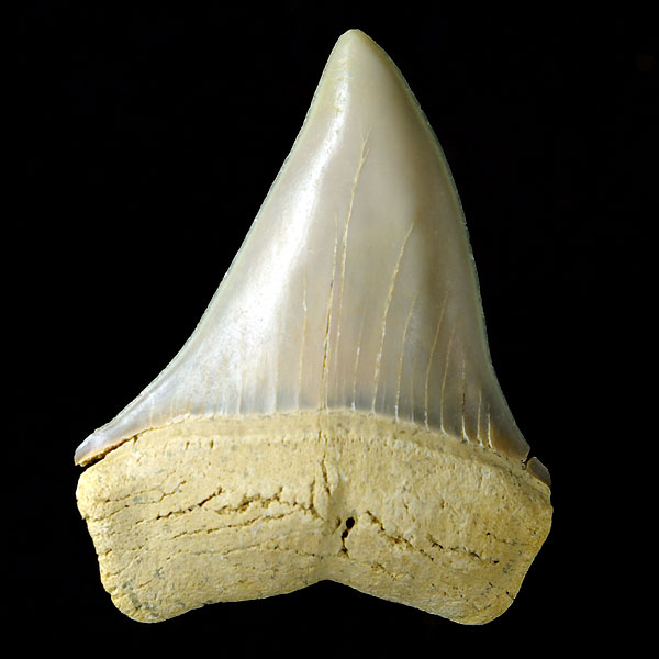Haizahn: Isurus hastalis (Mako-Hai)