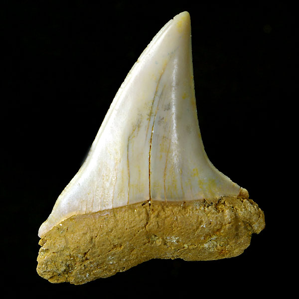 Haizahn: Isurus hastalis (Mako-Hai)