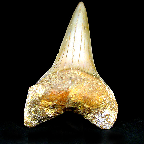 Haizahn: Isurus hastalis (Mako-Hai)