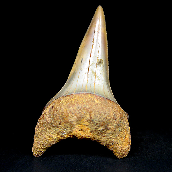 Haizahn: Isurus hastalis (Mako-Hai)