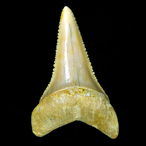 Haizahn: Carcharodon (Gro�er Wei�er Hai)