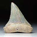 Haifischzhne:Carcharodon carcharis, Groe Weie Hai