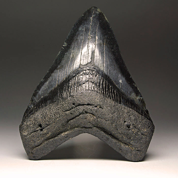 Megalodon-Haizahn