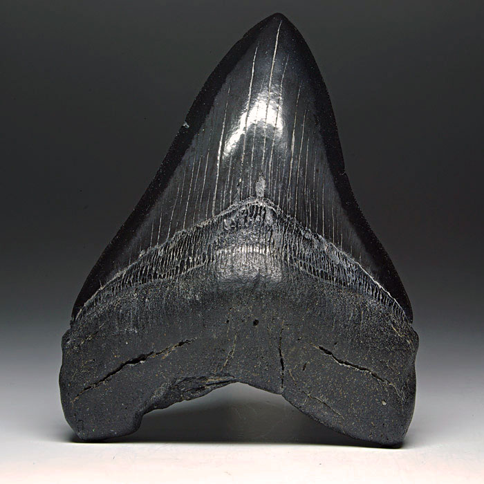 Megalodon-Haizahn