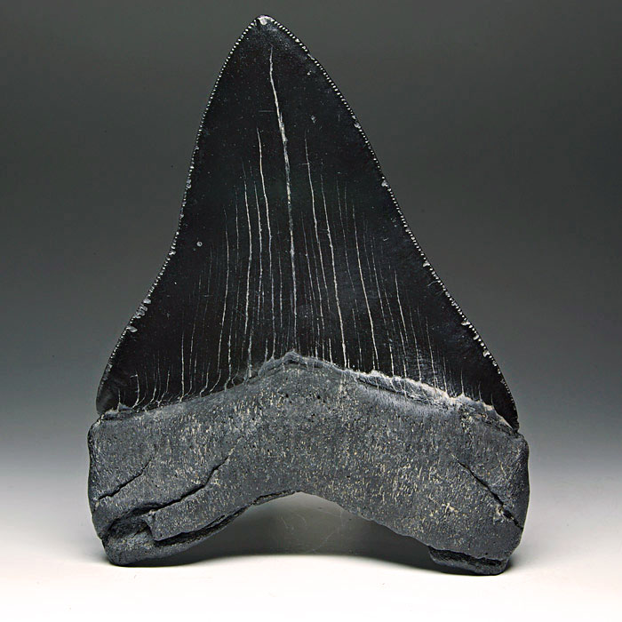 Megalodon-Haizahn