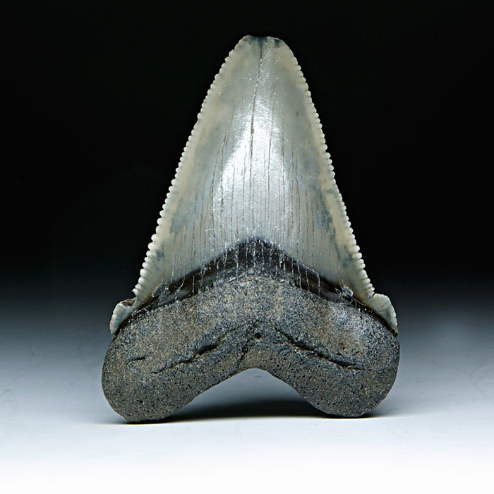 Megalodon-Haizahn