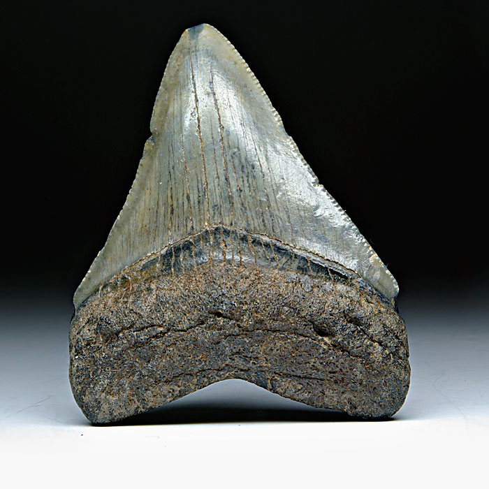 Megalodon-Haizahn