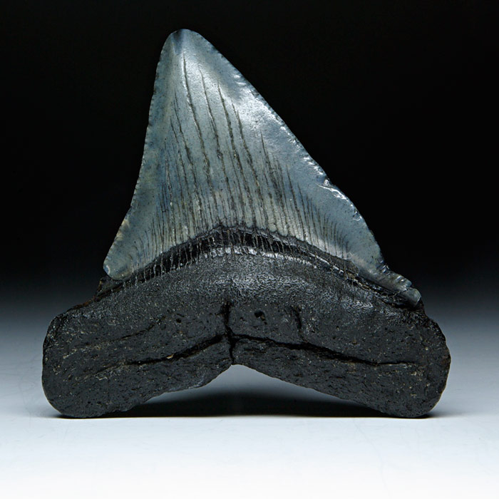 Megalodon-Haizahn