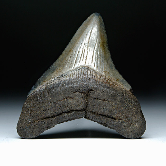 Megalodon-Haizahn