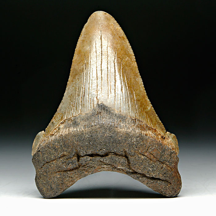 Megalodon-Haizahn