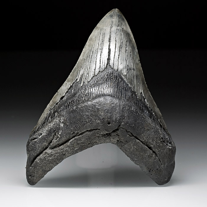 Megalodon-Haizahn aus Amerika