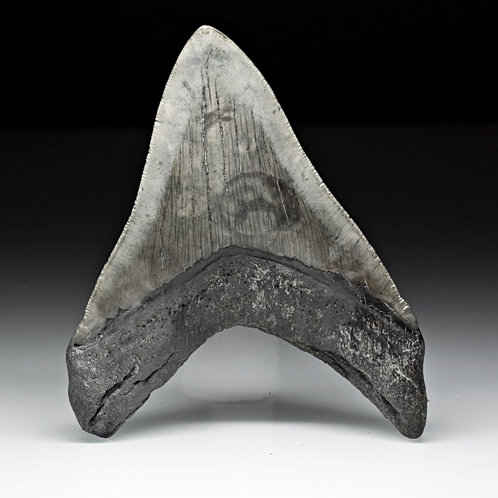 Megalodon-Haizahn aus Amerika