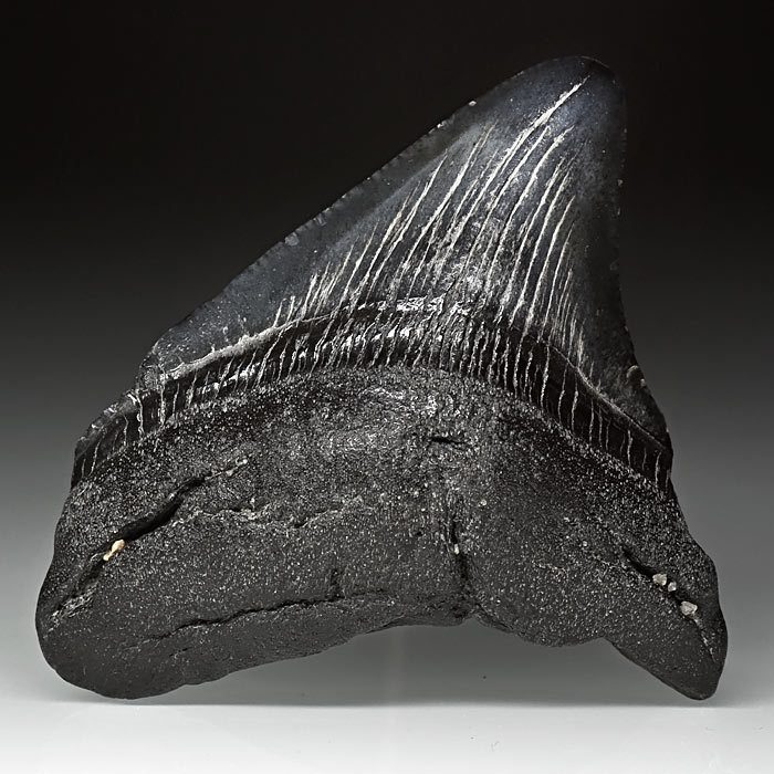 Megalodon-Haizahn aus Amerika