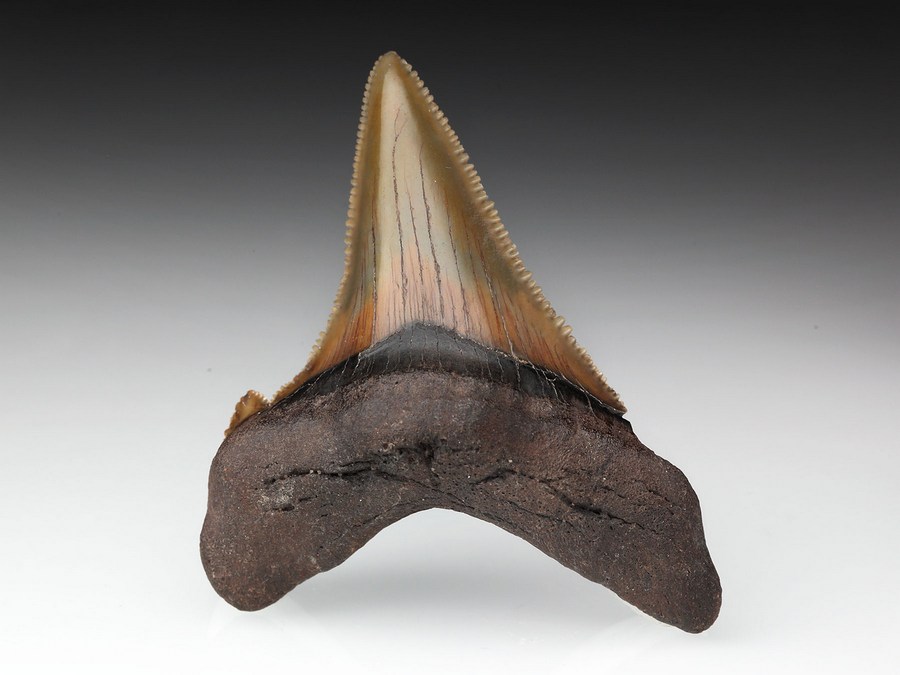 kleiner Megalodon-Zahn mit Serration