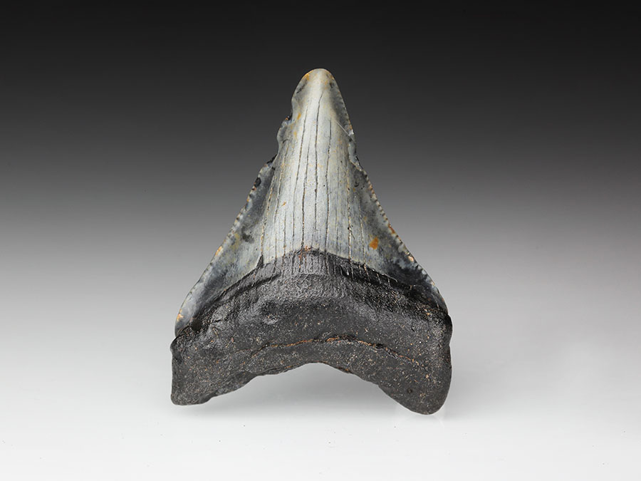 kleiner Megalodon-Zahn