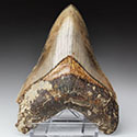 Megalodon-Zähne aus Amerika