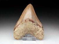Megalodon-Zahn mit Serration
