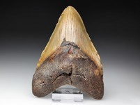 Megalodon-Zahn
