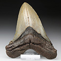 Megalodon-Zähne aus Amerika