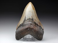 Megalodon-Zahn