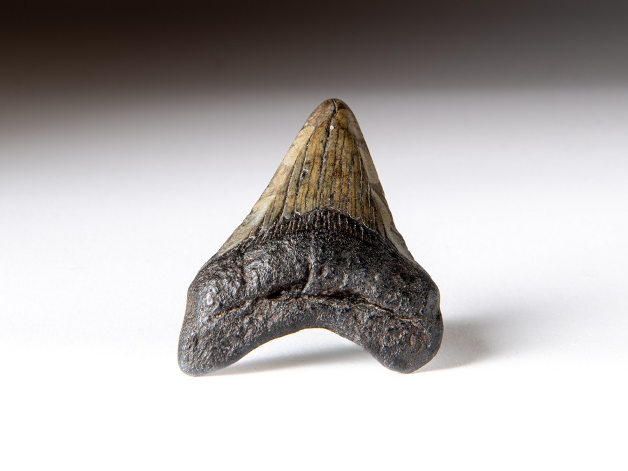 Megalodon-Zahn
