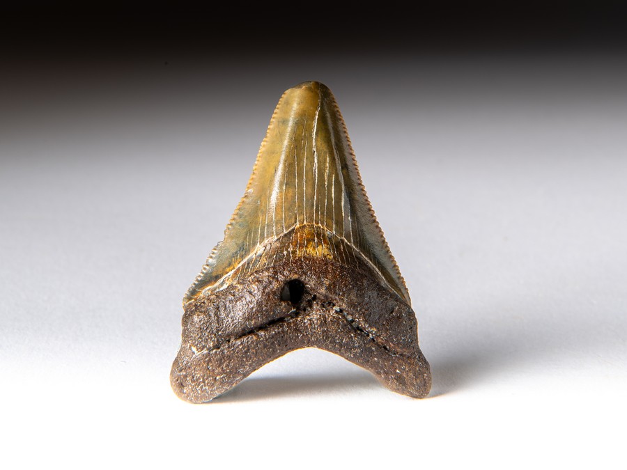 Megalodon-Zahn