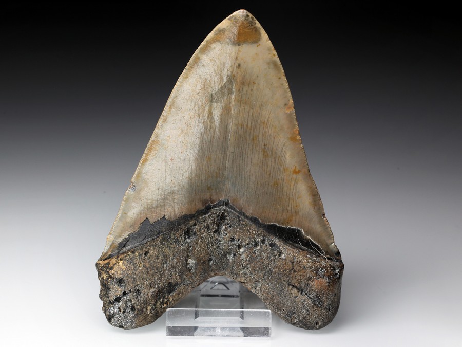 Megalodon-Zahn mit Serration