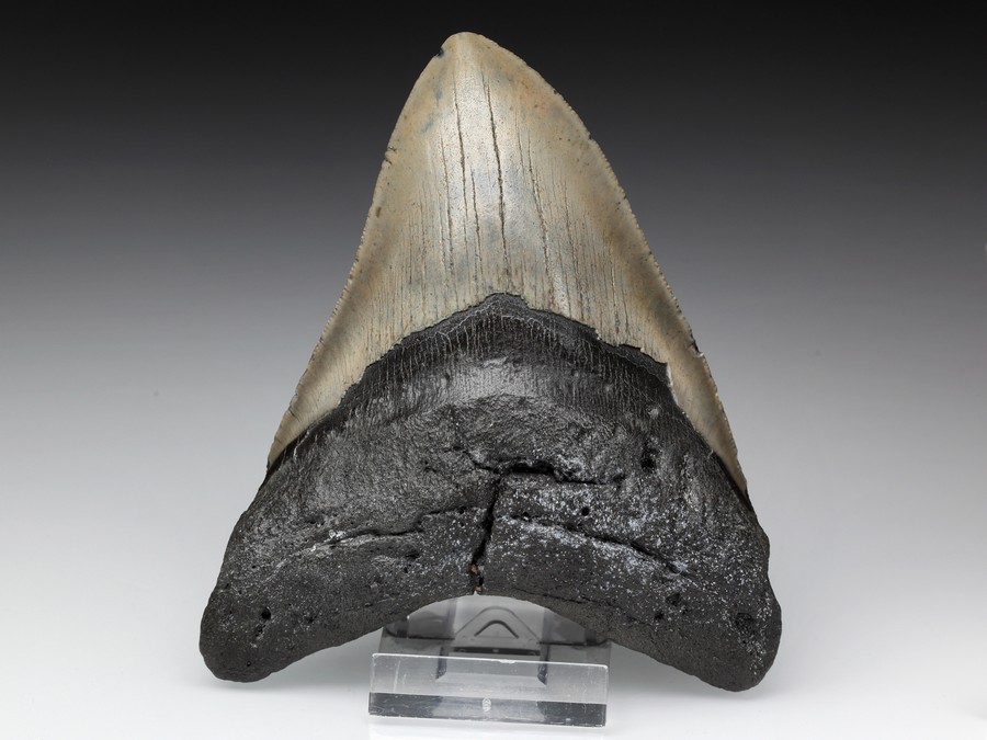 Megalodon-Zahn mit Serration